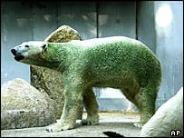 Groene ijsbeer