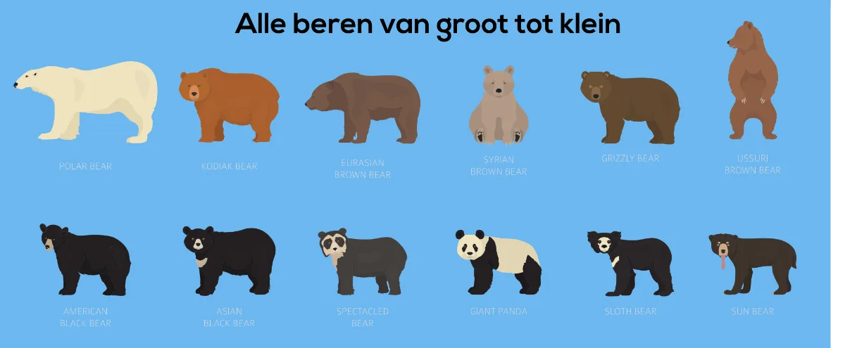 Alle beren van groot tot klein