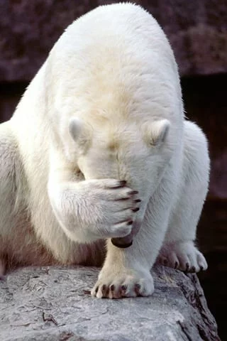 Bedekt de ijsbeer zijn neus of is hij verlegen?