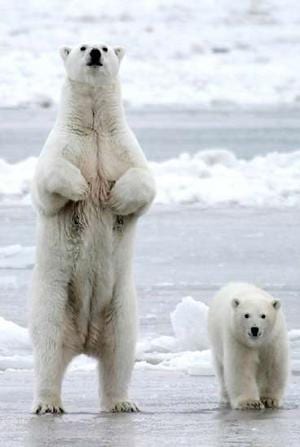 Een ijsbeer op twee poten