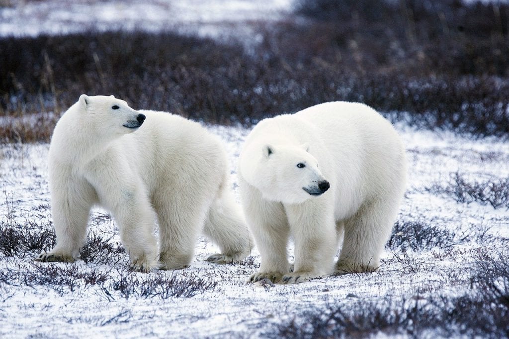 polar bears 1665367 1280